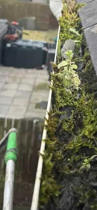 A gutter blocked with moss
