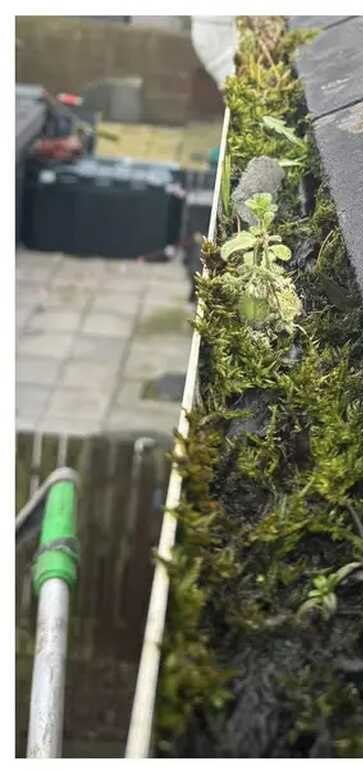 Gutter packed with moss and weeds before clearing
